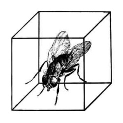 cube